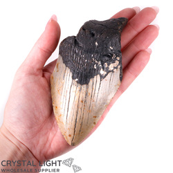 Megalodon Tooth Large