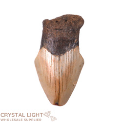 Megalodon Tooth Large