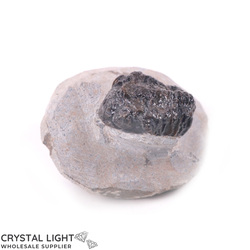 Trilobite Fossil on Matrix