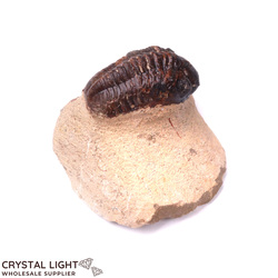 Trilobites: Trilobite Fossil on Matrix