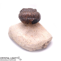 Trilobite Fossil on Matrix