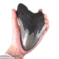 Megalodon Tooth Large