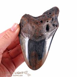 Megalodon Tooth Large (A-Grade)