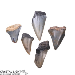 Megalodon Tooth Lot