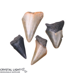 Teeth: Megalodon Tooth Lot