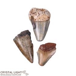 Megalodon Tooth Lot