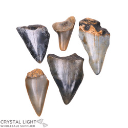Megalodon Tooth Lot