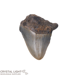 Megalodon Tooth