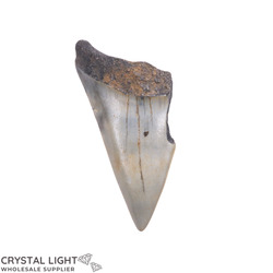 Megalodon Tooth