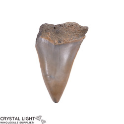 Teeth: Megalodon Tooth