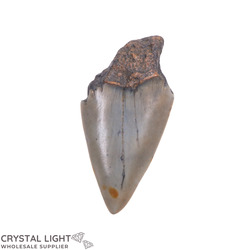 Megalodon Tooth