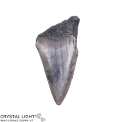 Megalodon Tooth