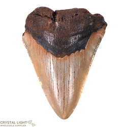 Megalodon Tooth Large