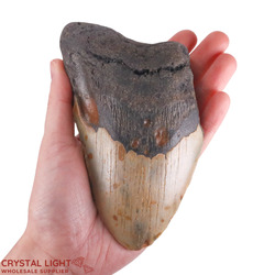 Teeth: Megalodon Tooth Large
