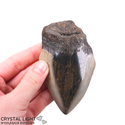 Teeth: Megalodon Tooth (A-Grade)