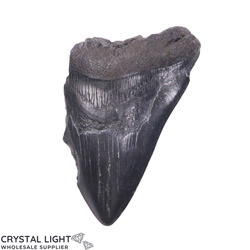 Megalodon Tooth