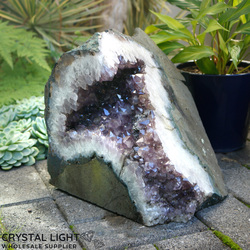 Auctions: Garden Amethyst Druse (AUCTION)
