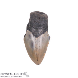 Teeth: Megalodon Tooth