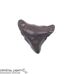Teeth: Megalodon Tooth
