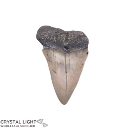 Teeth: Megalodon Tooth