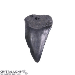Megalodon Tooth