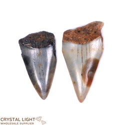 Teeth: Megalodon Tooth Lot