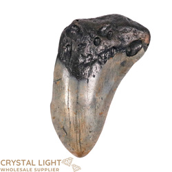 Teeth: Megalodon Tooth