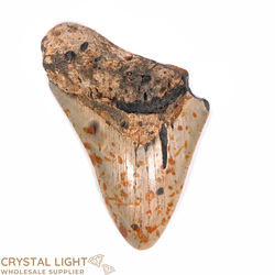 Megalodon Tooth (Large)
