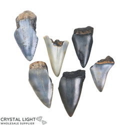 Megalodon Tooth Lot