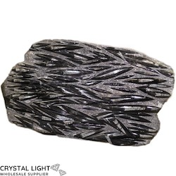 Orthoceras Fossil Plate Large