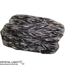 Orthoceras: Orthoceras Fossil Plate Large