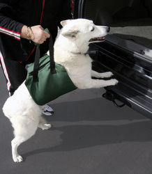 Pet Travel and Safety: Up & Out Lift Harness