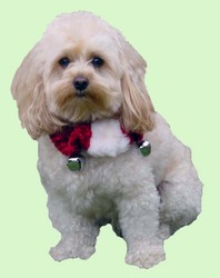 Christmas Collars: Holiday Bell Collar - - Medium