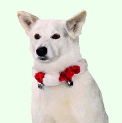Christmas Collars: Holiday Bell Collar -  Large