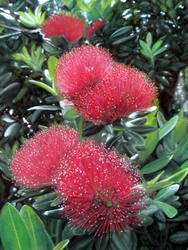 Pohutukawa