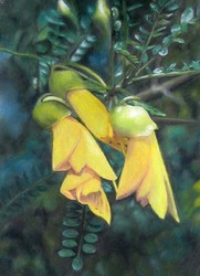 Kowhai