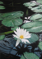 Winter Garden Lillies