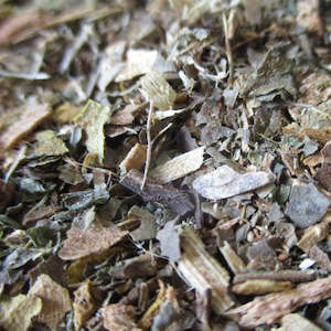 Dark Forest Bath Tea