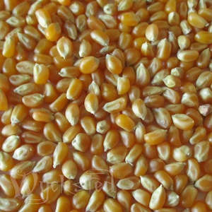 Lammas: Corn Kernels 50gm