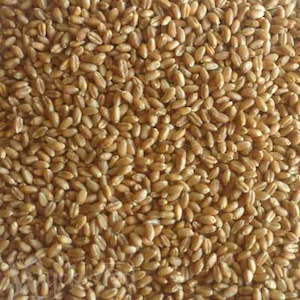 U Z: Wheat, Whole 50gm