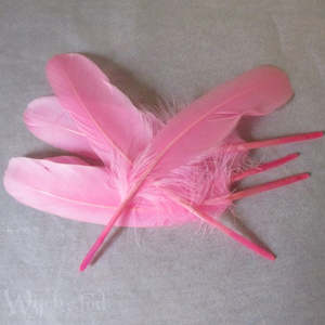 Feathers Pink pk 5