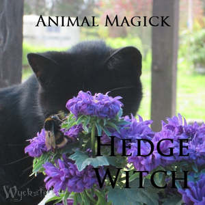 Hedge Witch Animal Magick Online Course