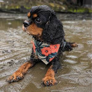 Outdoor Pet Gear: Floral Pet Bandana - Wildflower Dog Bandana for Everyday Wear