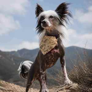 Outdoor Pet Gear: Baja Trail Dog Bandana - Southwestern Clip-On Pet Bandana