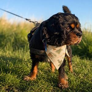 Outdoor Pet Gear: Summit Lines Dog Bandana - Clip-On Outdoor Pet Bandana