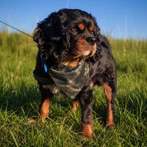 Outdoor Pet Gear: Timber Shade Dog Bandana - Clip-On Outdoor Pet Bandana