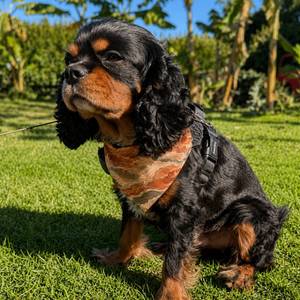 Outdoor Pet Gear: Canyon Drift Dog Bandana - Clip-On Outdoor Pet Bandana