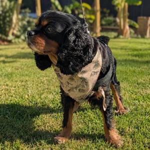 Outdoor Pet Gear: Trail Archive Dog Bandana - Clip-On Outdoor Pet Bandana