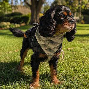 Outdoor Pet Gear: Mist Ridge Dog Bandana - Clip-On Outdoor Pet Bandana