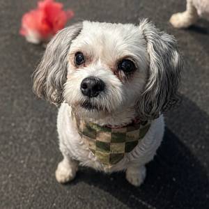Outdoor Pet Gear: Terrain Check Dog Bandana – Clip-On Outdoor Pet Bandana